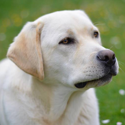 Assistentiehond Dyadis - Chien d'assistance Dyadis