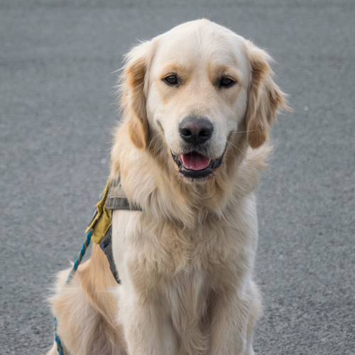 Dyadis assistentiehond - chien d'assistance