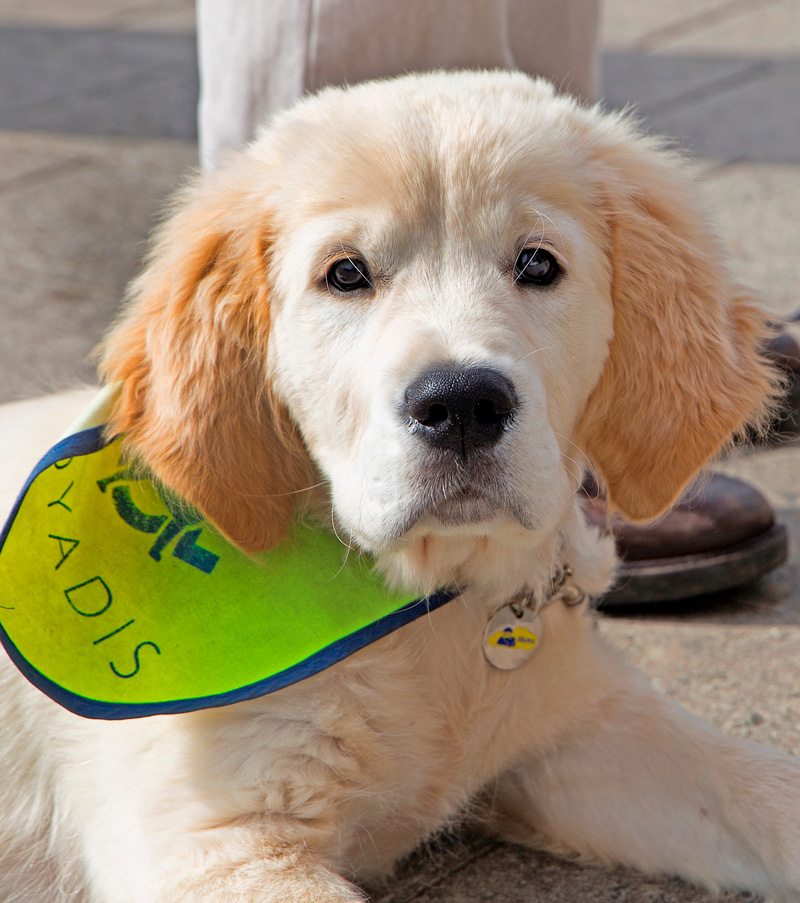 Dyadis puppy chiot Dyadis