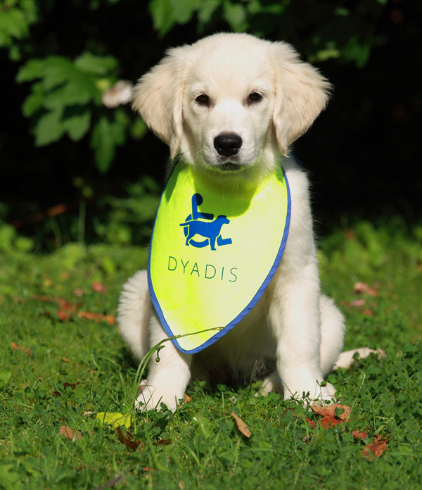 Puppy Dyadishond in opleiding golden retriever