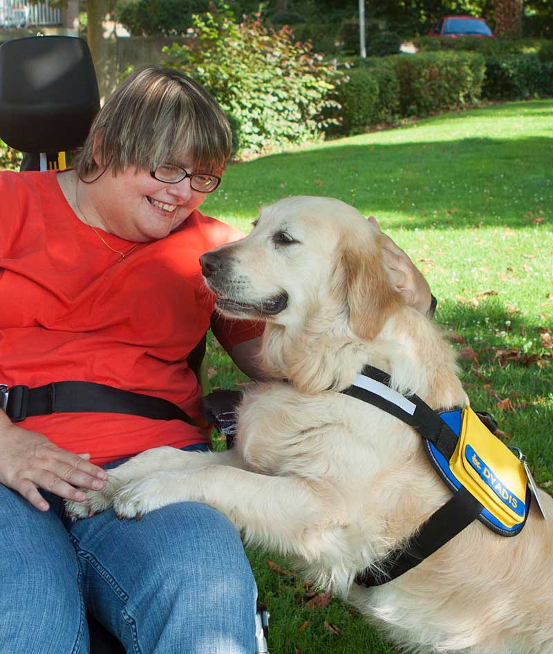 Chien d'assistance - hulphond Dyadis