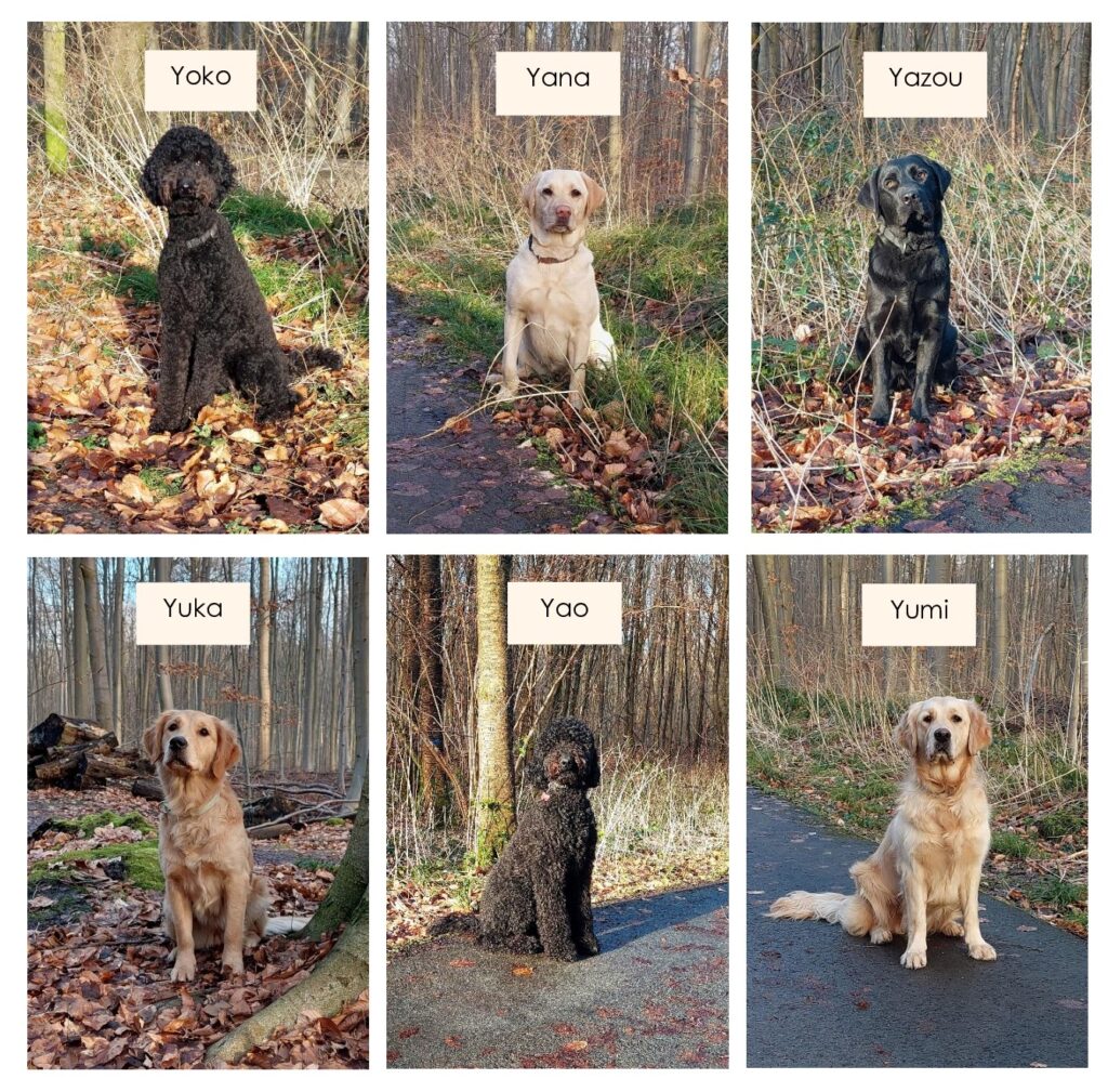 mozaiek Y generation