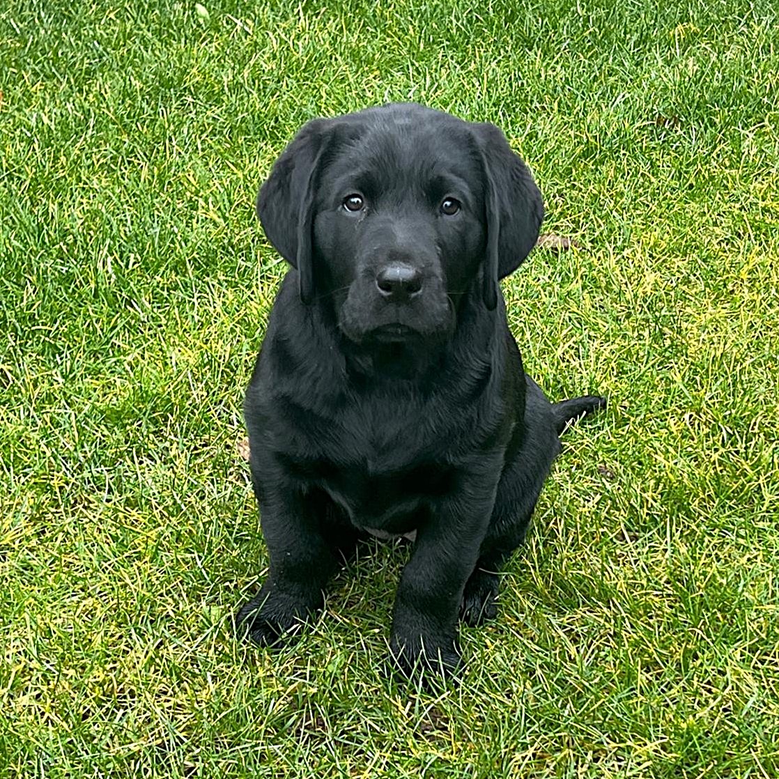 Kali