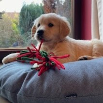 Koda