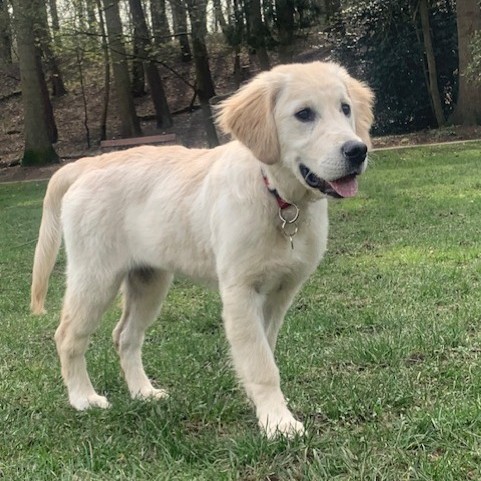 Kodie